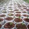 Lookgrow tasakok palántáknak