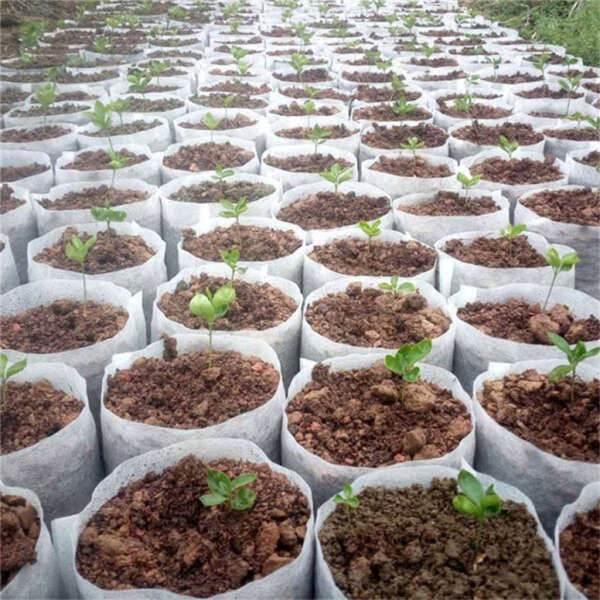 Lookgrow tasakok palántáknak